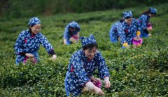 <b>“扶贫茶园”助力乡村振兴</b>