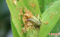 <b>农业农村部及时部署“蛾口夺粮”</b>