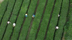 <b>“陇上江南”采茶忙</b>