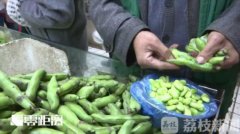 无锡六龄男童濒临休克 只因吃了几粒蚕豆