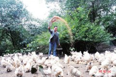 泸州纳溪区：返乡养乌鸡 订单接到手软