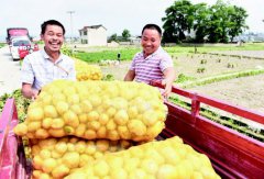 黄平早熟马铃薯亩增357公斤