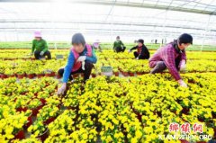 花区变景区 宿迁沭阳农旅融合共筑致富路