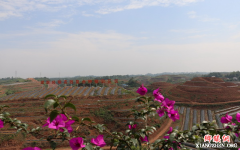 宜宾翠屏区：转型升级产业兴 农民富裕乡村美