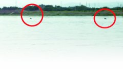 6头江豚再现赣江 十多年江豚离市区最近的一次