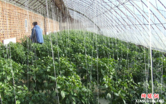 泸州市江阳区：大棚海椒丰收喽