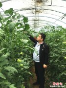 陕西华州区莲花寺镇：狠抓扶贫产业精细化管理   提升华州普罗旺斯西红柿品质