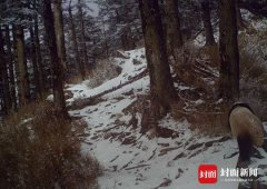 第一季度 唐家河保护区红外相机拍到3张大熊猫照片