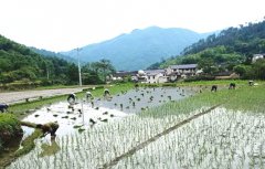 安徽石门村：组织志愿者帮助贫困户插秧