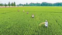<b>安徽省庐江县绿色稻米工程助农增收</b>