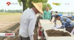 <b>江苏展开水稻育秧工作 集中育供秧比例接近50%</b>