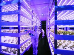 探访南京首个植物工厂：“种菜”着防护服
