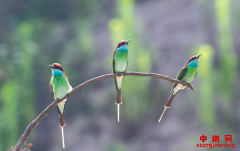 <b>“中国最美小鸟”现身大别山</b>