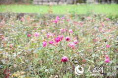 桐梓尧龙山大面坡：玫瑰花开农民笑