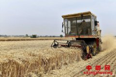 鲁南小麦开镰收获 田间地头一片繁忙