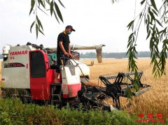 郯城：麦收全程机械化“逼迫”农民当“看客”