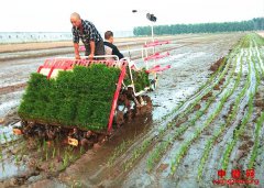 郯城：“三对一”收耕种机械化服务受青睐