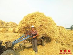 安徽张店村“秸秆清运队”