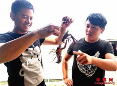 <b>山东郯城：人勤虾肥赶夜市 生态种养获双赢</b>