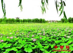 <b>宿迁沭阳：美丽乡村 荷花吐艳</b>