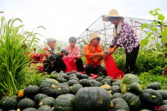 <b>安徽颍东：大棚瓜菜助增收</b>