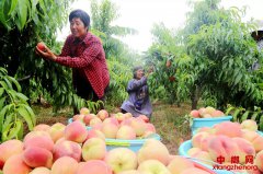 安徽颍东：桃子映红增收路