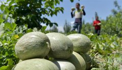 沙漠边缘瓜丰收