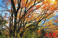 重庆巫溪：做活生态林业大文章 奏响绿色发展协奏曲