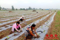 <b>安徽颍东：规模种植效益好</b>