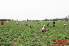 “一村一品”助增收