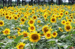 <b> “太阳花”开助农增收</b>