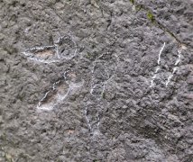 肉食恐龙脚板印就在主城歌乐山 还是大规模的