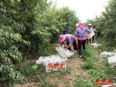 <b>安徽西二铺乡：产业“四带一自”模式促增收</b>