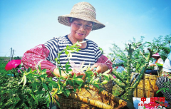 绵阳安州区：青花椒变“摇钱树” 椒农脸都笑“麻”了