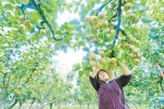 江西永丰特色园区建设助农增收