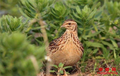 四川泸州市纳溪区：变废为宝 养鹌鹑赚双份钱