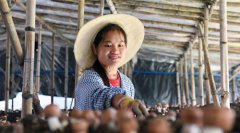 姬松茸种植带动农民脱贫增收