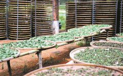 一杯清茶解暑热，但你会健康地喝茶吗？