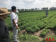 安徽五河县：头铺镇认真做好第二批特色种养业项目验收申报工作