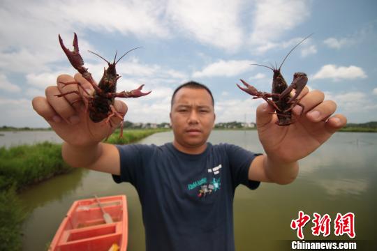 江西余干扶贫见闻：稻花香里虾满仓