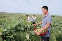 安徽庐江太空莲绽放“经济”花