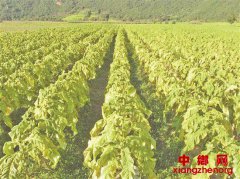 云南临沧永德：打造强村富民硬“杠杆”