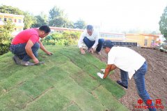 幼儿园里添新绿