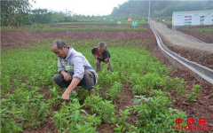 四川荣县：种中草药 种出 3000 万元大产业