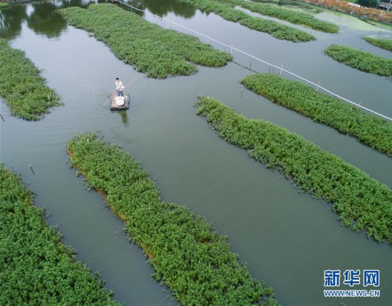 （经济）（2）秋风起 湖蟹肥