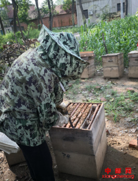 小蜂蜜带来的致富路