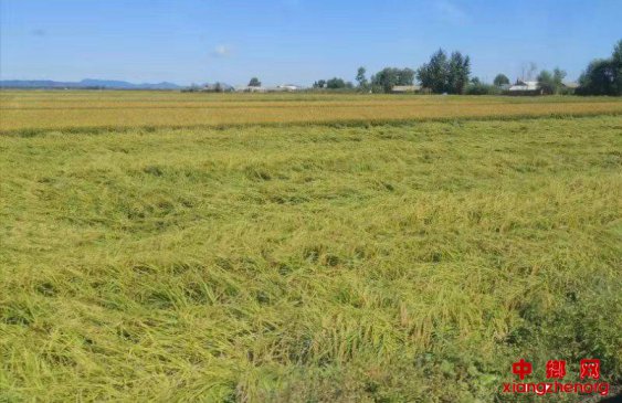 灾害损失减少30%、整精米率提高8%——水稻新品种“中科发5号”选育成功