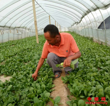 安徽：宿州市埇桥区西二铺乡的产业选择