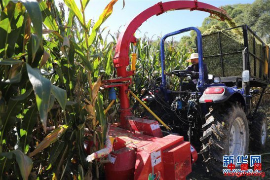 甘肃广河：“粮改饲”带来致富路