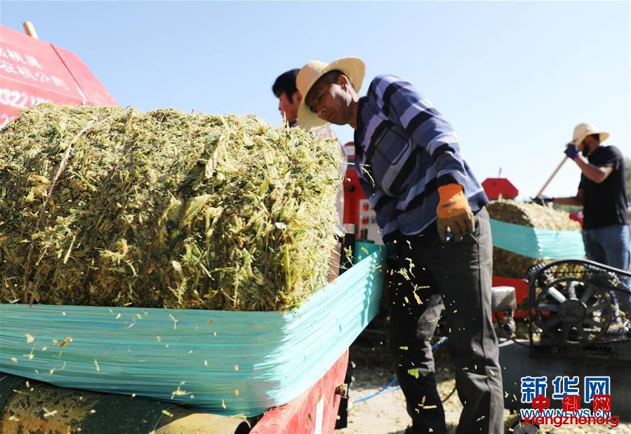 （经济）（2）甘肃广河：“粮改饲”带来致富路